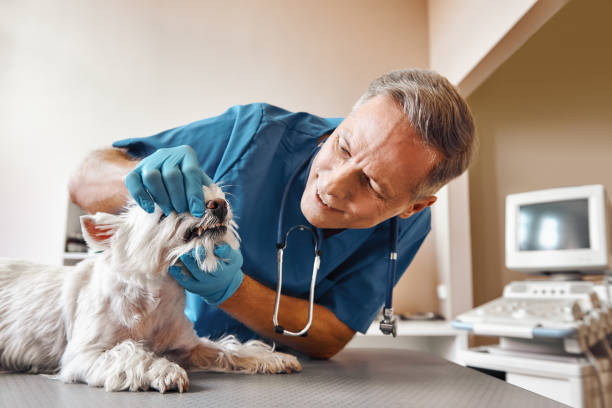 Best Emergency Dental Care for Broken or Chipped Teeth in Tioga, TX